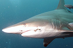 shark with fishing tackle in mouth